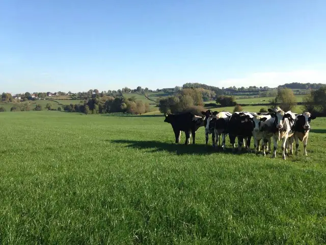 Kühe auf einer hügeligen Weide im Göhltal