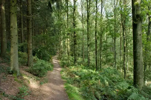 Wanderweg durch den Vijlener Wald
